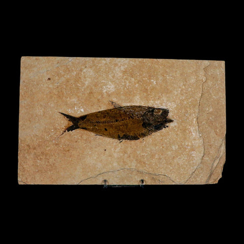 XXL 5" Knightia Eocaena Fossil Fish Green River FM WY Eocene Age COA And Stand