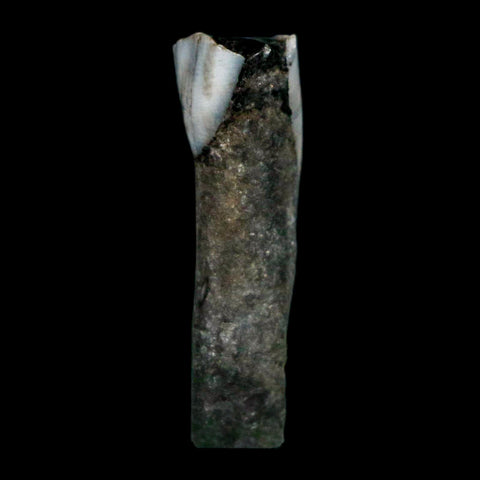 1" Tapir Tapirus Veroensis Fossil Tooth Pleistocene Age Withlacoochee River FL Display - Fossil Age Minerals