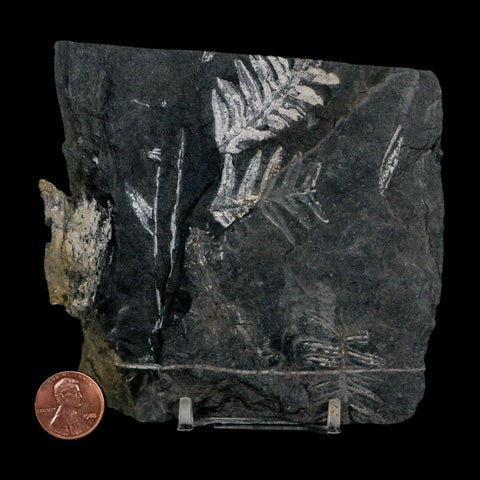 4.3" Alethopteris Fern Plant Leaf Fossil Carboniferous Age Llewellyn FM ST Clair, PA - Fossil Age Minerals