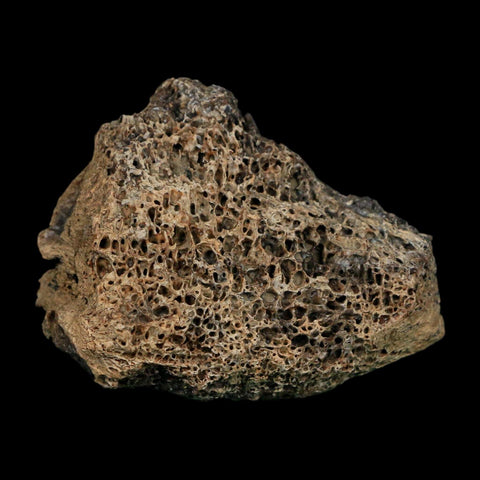 2.7" Triceratops Fossil Vertebrae Bone Marrow Hell Creek FM Cretaceous Dinosaur MT COA - Fossil Age Minerals