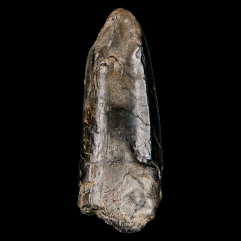 2.2" Sarcosuchus Imperator Crocodile Fossil Tooth Elrhaz FM Cretaceous Niger COA - Fossil Age Minerals