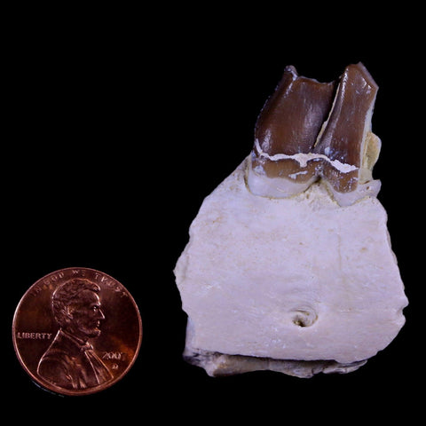 1.9" Oreodont Merycoidodon Fossil Jaw Tooth Bone Oligocene Age Badlands SD COA - Fossil Age Minerals