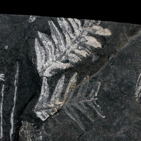 4.3" Alethopteris Fern Plant Leaf Fossil Carboniferous Age Llewellyn FM ST Clair, PA - Fossil Age Minerals