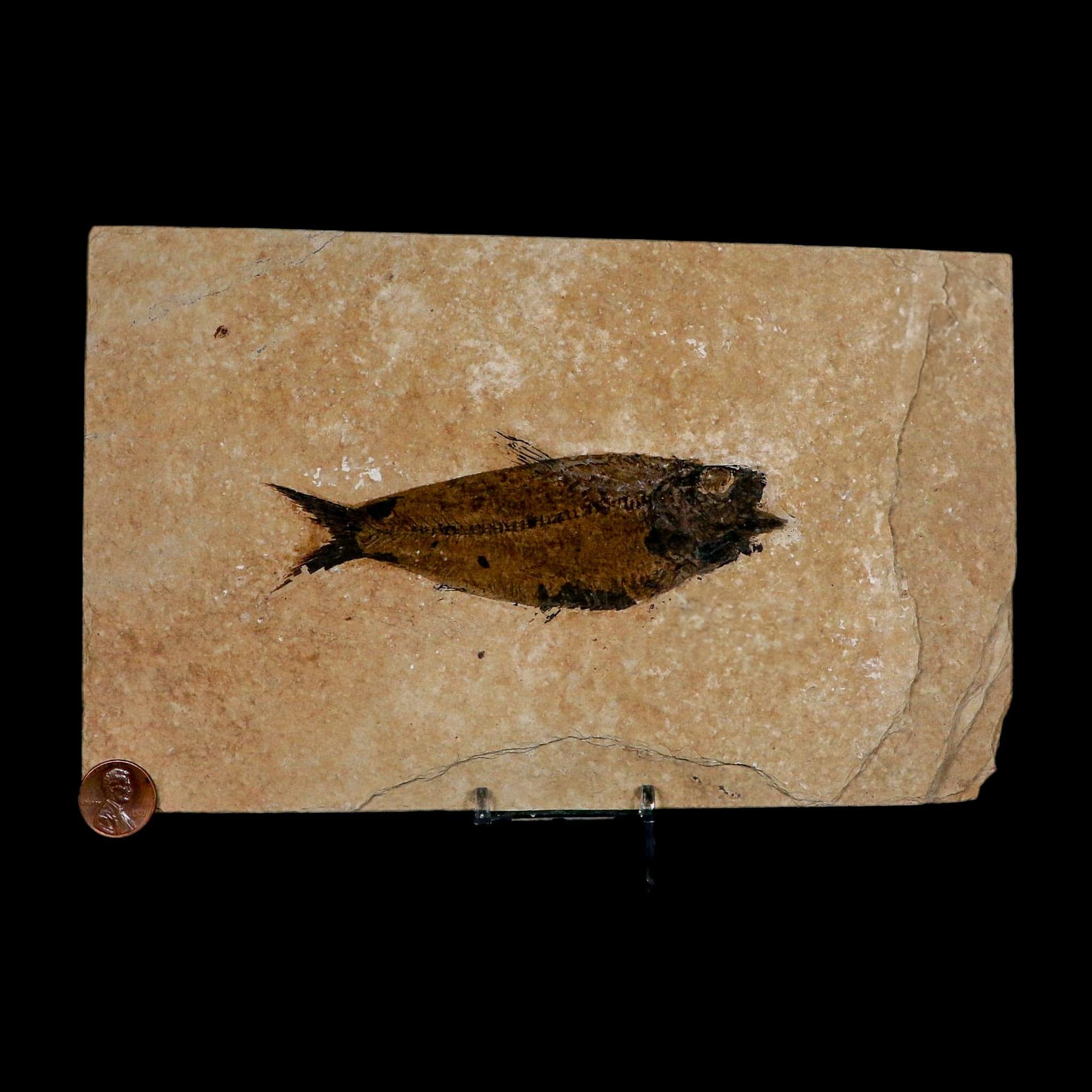 XXL 5" Knightia Eocaena Fossil Fish Green River FM WY Eocene Age COA And Stand - Fossil Age Minerals