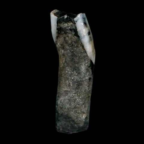 1" Tapir Tapirus Veroensis Fossil Tooth Pleistocene Age Withlacoochee River FL Display - Fossil Age Minerals