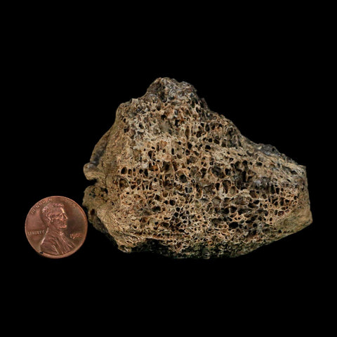 2.7" Triceratops Fossil Vertebrae Bone Marrow Hell Creek FM Cretaceous Dinosaur MT COA - Fossil Age Minerals