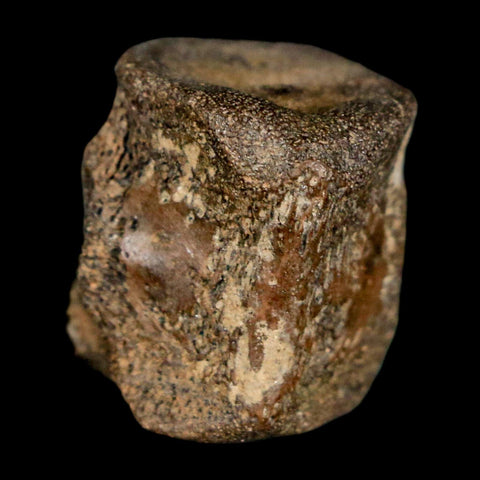 0.7" Champsosaurus Gigas Reptile Fossil Vertebrae Cretaceous Hell Creek FM MT COA