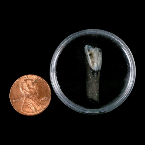 1" Tapir Tapirus Veroensis Fossil Tooth Pleistocene Age Withlacoochee River FL Display - Fossil Age Minerals