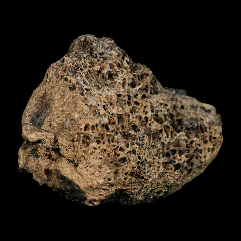 2.7" Triceratops Fossil Vertebrae Bone Marrow Hell Creek FM Cretaceous Dinosaur MT COA - Fossil Age Minerals