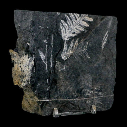 4.3" Alethopteris Fern Plant Leaf Fossil Carboniferous Age Llewellyn FM ST Clair, PA - Fossil Age Minerals