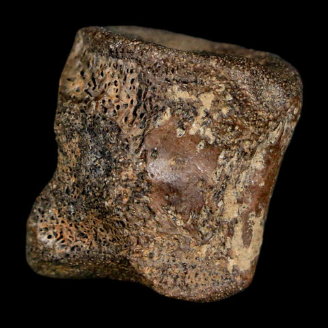0.7" Champsosaurus Gigas Reptile Fossil Vertebrae Cretaceous Hell Creek FM MT COA