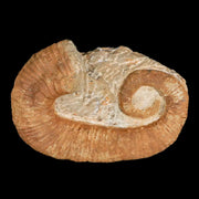 3.5" Heteromorph Rarest Of Fossil Ammonites Barremain Age Morocco Ancylocera