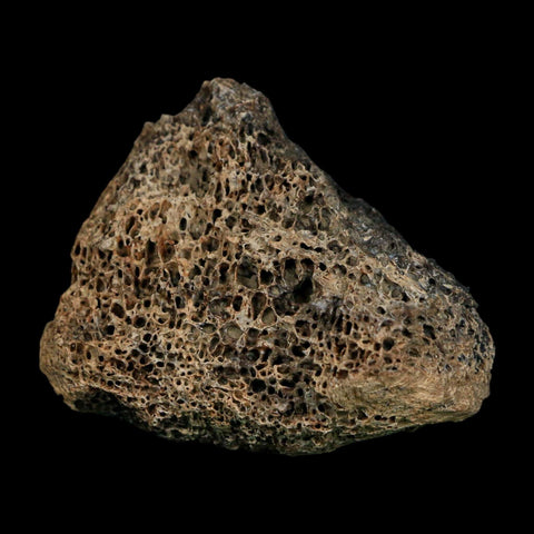 2.7" Triceratops Fossil Vertebrae Bone Marrow Hell Creek FM Cretaceous Dinosaur MT COA - Fossil Age Minerals