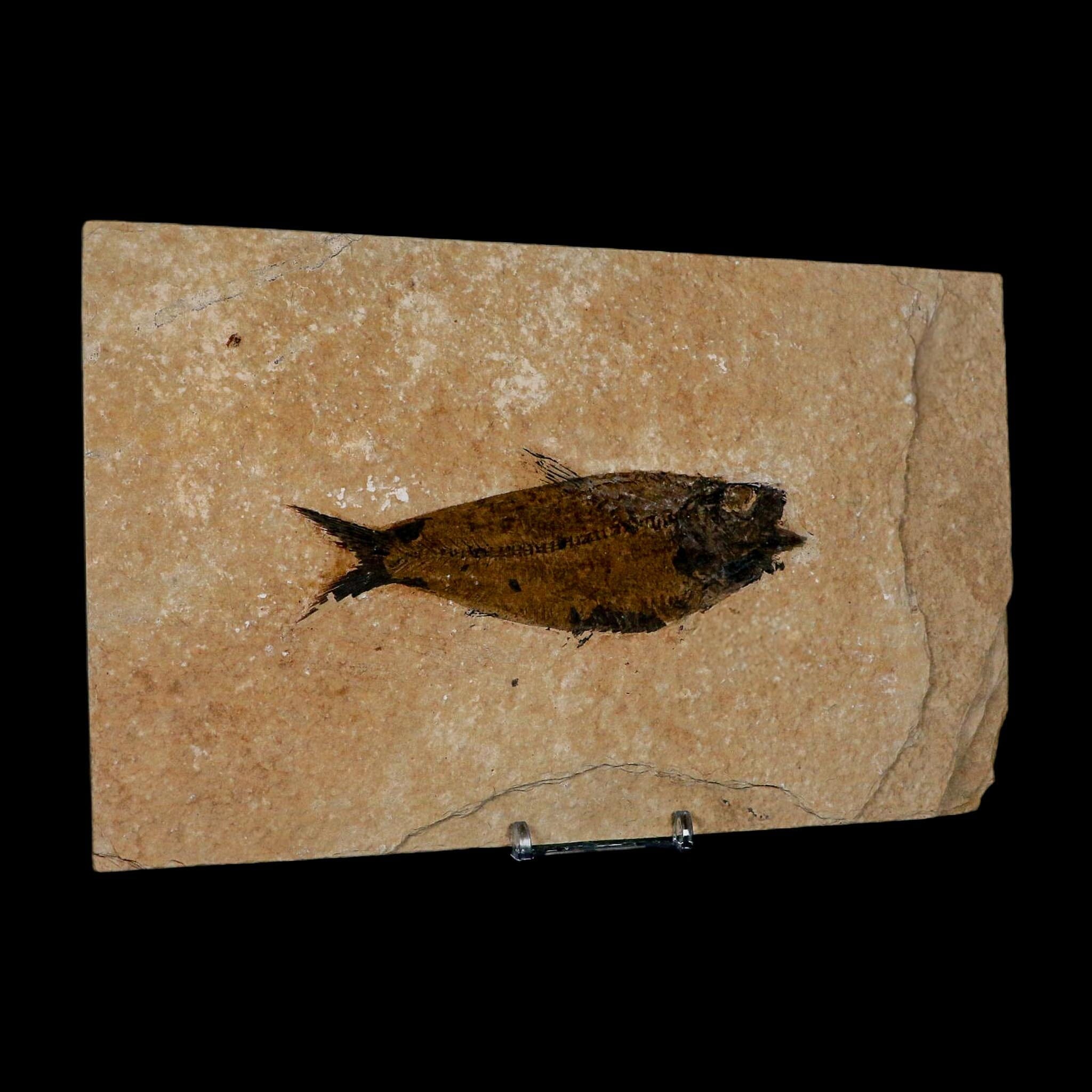 XXL 5" Knightia Eocaena Fossil Fish Green River FM WY Eocene Age COA And Stand - Fossil Age Minerals