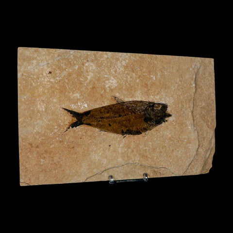 XXL 5" Knightia Eocaena Fossil Fish Green River FM WY Eocene Age COA And Stand