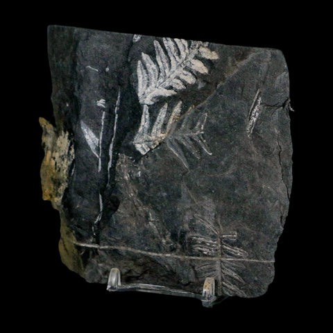 4.3" Alethopteris Fern Plant Leaf Fossil Carboniferous Age Llewellyn FM ST Clair, PA - Fossil Age Minerals