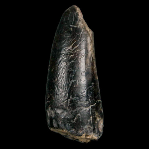 2.2" Sarcosuchus Imperator Crocodile Fossil Tooth Elrhaz FM Cretaceous Niger COA - Fossil Age Minerals