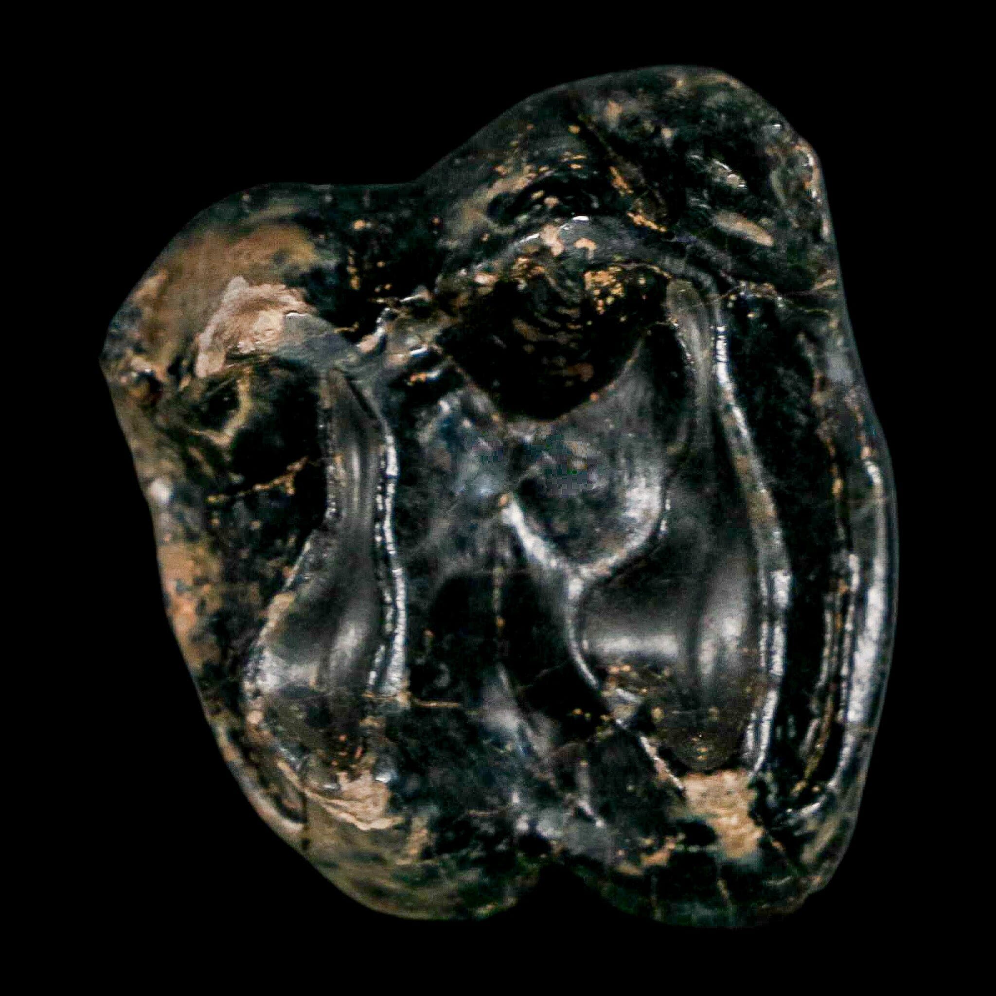 1" Tapir Tapirus Veroensis Fossil Tooth Pleistocene Age Withlacoochee River FL Display - Fossil Age Minerals
