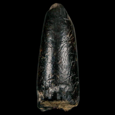 2.2" Sarcosuchus Imperator Crocodile Fossil Tooth Elrhaz FM Cretaceous Niger COA - Fossil Age Minerals