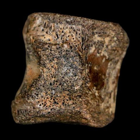 0.7" Champsosaurus Gigas Reptile Fossil Vertebrae Cretaceous Hell Creek FM MT COA