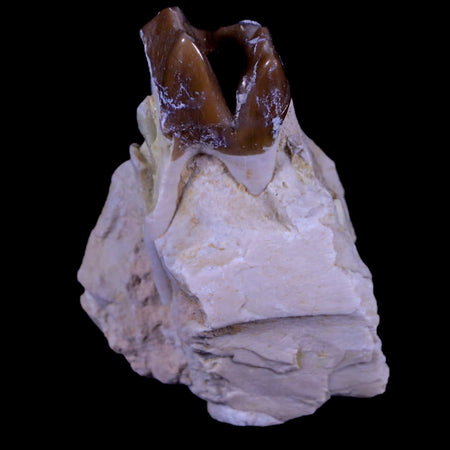 1.9" Oreodont Merycoidodon Fossil Jaw Tooth Bone Oligocene Age Badlands SD COA