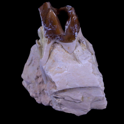 1.9" Oreodont Merycoidodon Fossil Jaw Tooth Bone Oligocene Age Badlands SD COA - Fossil Age Minerals