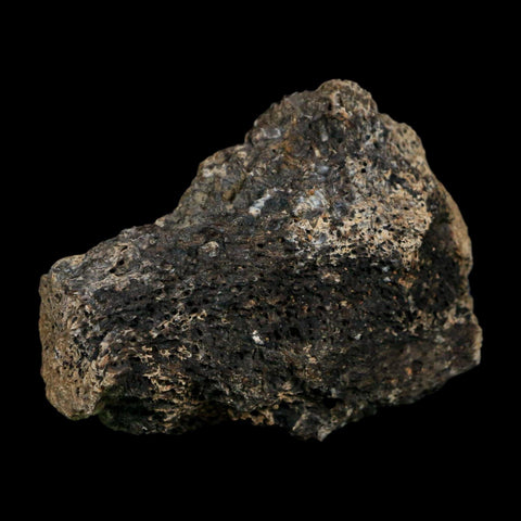 2.7" Triceratops Fossil Vertebrae Bone Marrow Hell Creek FM Cretaceous Dinosaur MT COA - Fossil Age Minerals