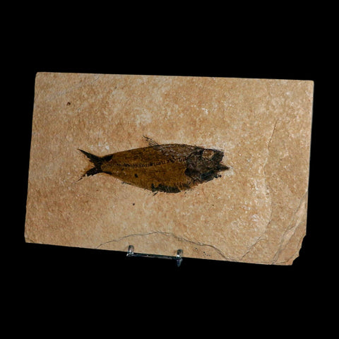 XXL 5" Knightia Eocaena Fossil Fish Green River FM WY Eocene Age COA And Stand