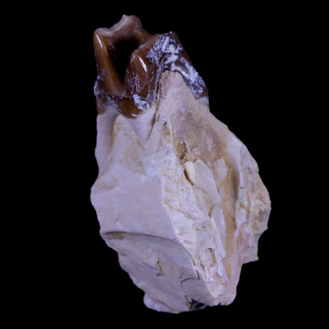 1.9" Oreodont Merycoidodon Fossil Jaw Tooth Bone Oligocene Age Badlands SD COA - Fossil Age Minerals