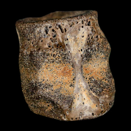 0.7" Champsosaurus Gigas Reptile Fossil Vertebrae Cretaceous Hell Creek FM MT COA