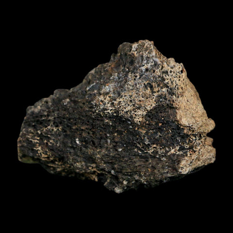 2.7" Triceratops Fossil Vertebrae Bone Marrow Hell Creek FM Cretaceous Dinosaur MT COA - Fossil Age Minerals