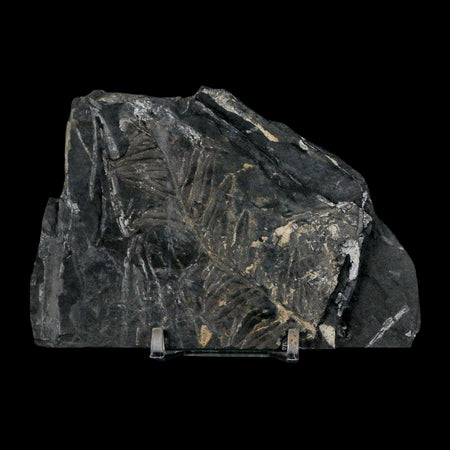 4.6" Alethopteris Fern Plant Leaf Fossil Carboniferous Age Llewellyn FM ST Clair, PA