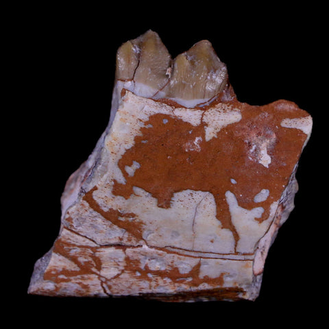 1.2" Oreodont Merycoidodon Fossil Jaw Tooth Bone Oligocene Age Badlands SD COA - Fossil Age Minerals