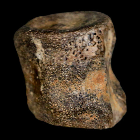 0.7" Champsosaurus Gigas Reptile Fossil Vertebrae Cretaceous Hell Creek FM MT COA