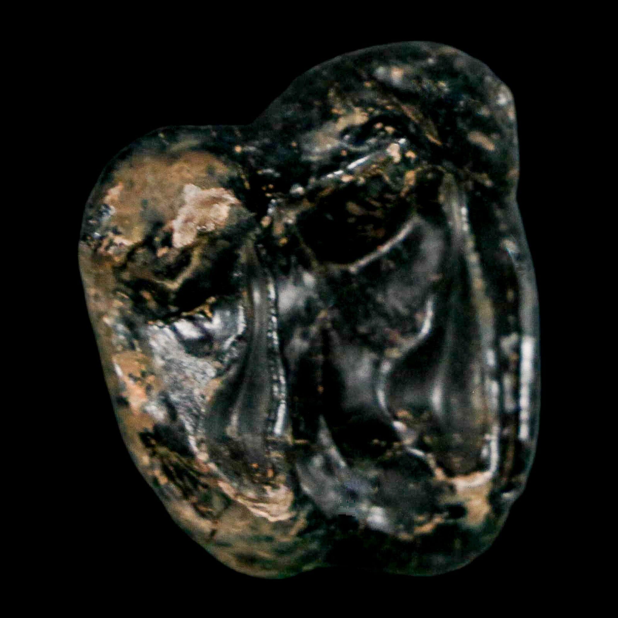 1" Tapir Tapirus Veroensis Fossil Tooth Pleistocene Age Withlacoochee River FL Display - Fossil Age Minerals