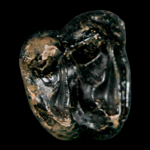 1" Tapir Tapirus Veroensis Fossil Tooth Pleistocene Age Withlacoochee River FL Display - Fossil Age Minerals