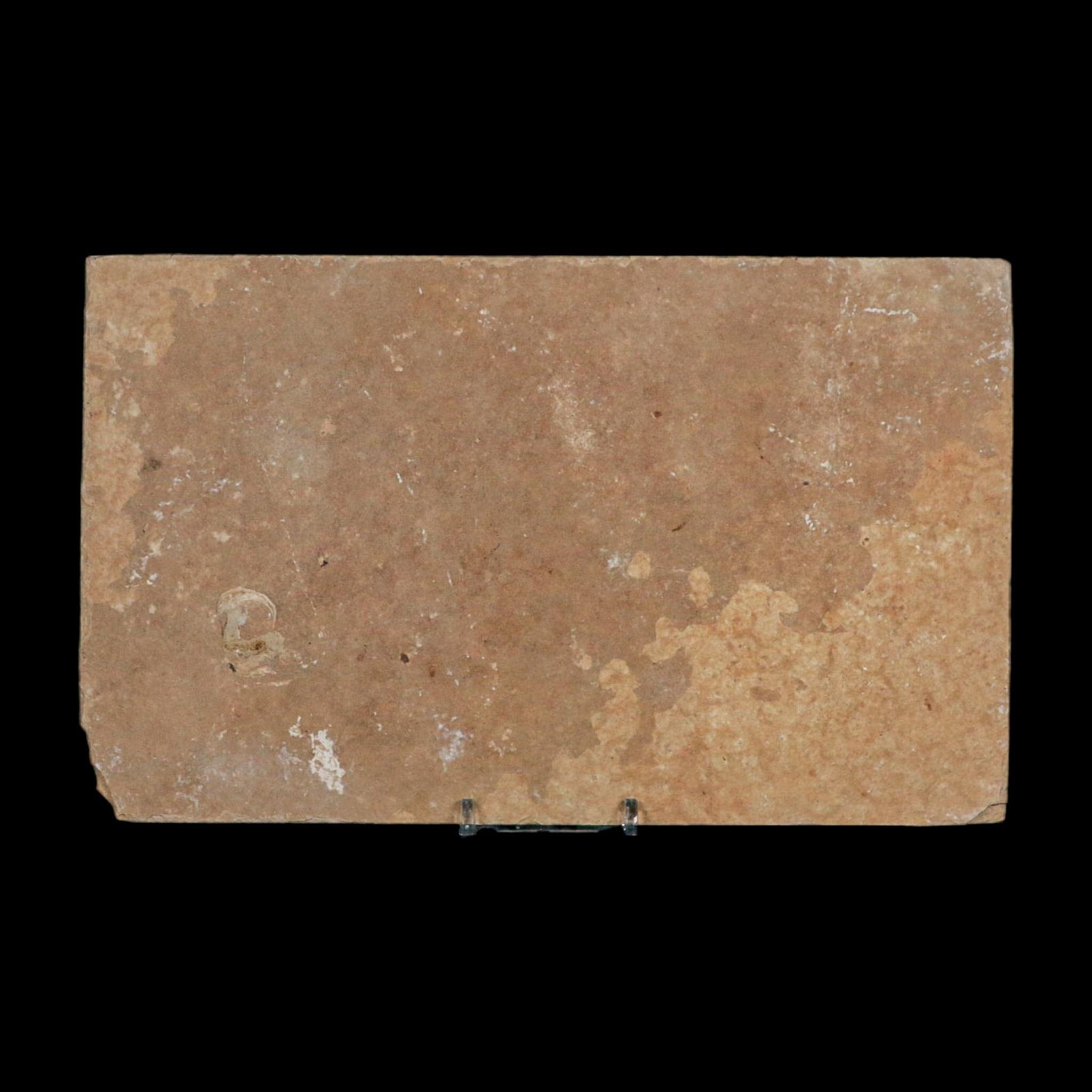 XXL 5" Knightia Eocaena Fossil Fish Green River FM WY Eocene Age COA And Stand - Fossil Age Minerals
