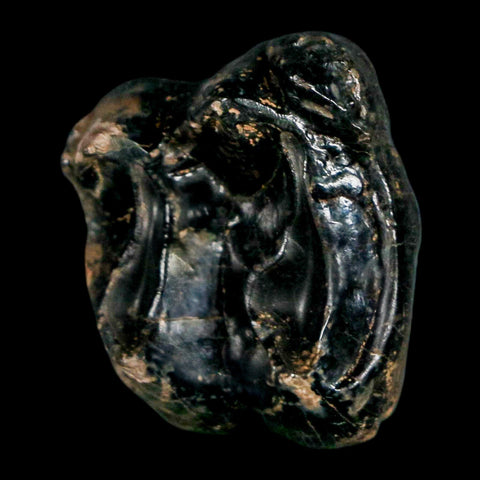 1" Tapir Tapirus Veroensis Fossil Tooth Pleistocene Age Withlacoochee River FL Display - Fossil Age Minerals