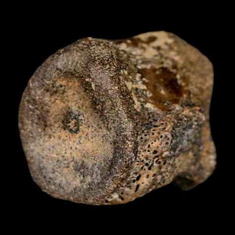0.7" Champsosaurus Gigas Reptile Fossil Vertebrae Cretaceous Hell Creek FM MT COA