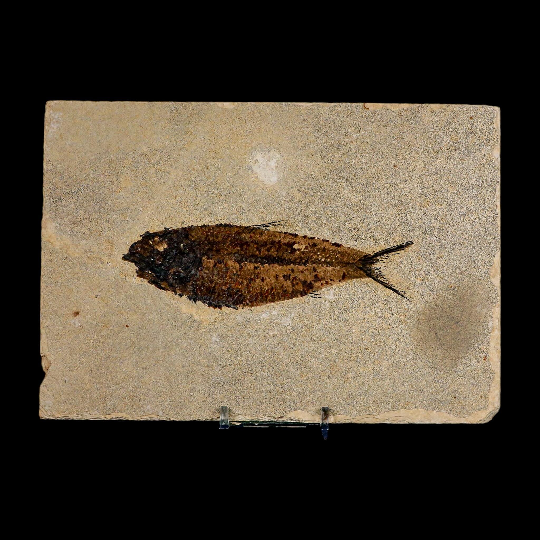 XL 4.6" Knightia Eocaena Fossil Fish Green River FM WY Eocene Age COA And Stand - Fossil Age Minerals