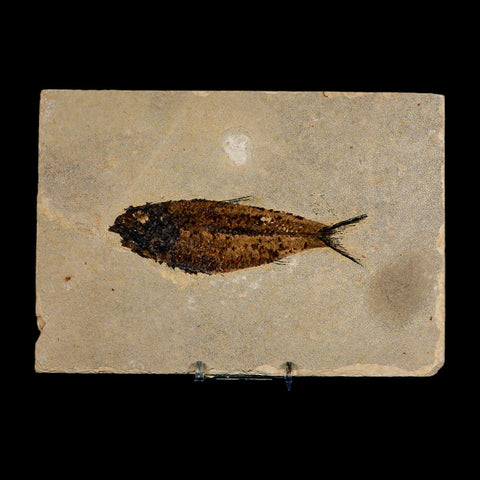 XL 4.6" Knightia Eocaena Fossil Fish Green River FM WY Eocene Age COA And Stand