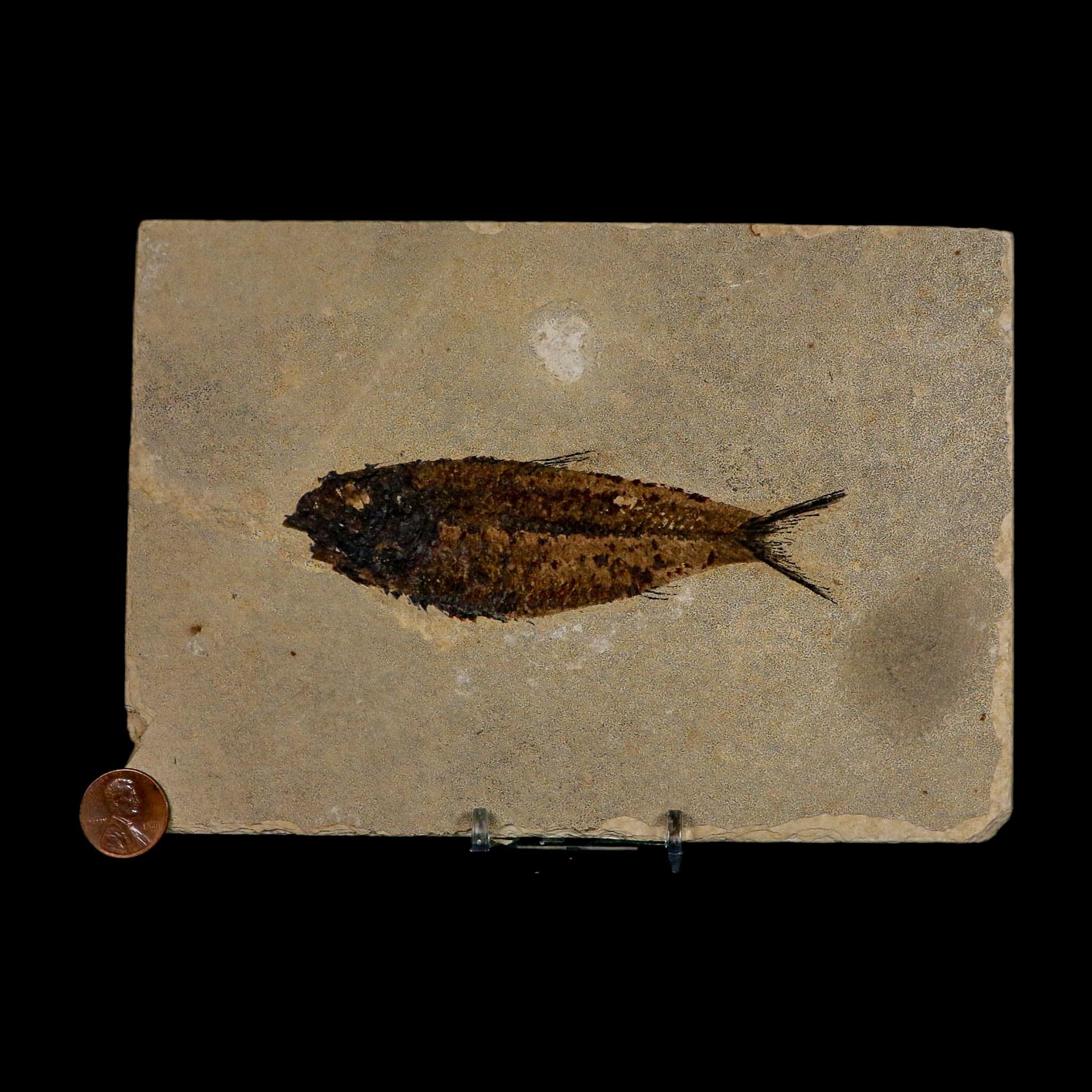 XL 4.6" Knightia Eocaena Fossil Fish Green River FM WY Eocene Age COA And Stand - Fossil Age Minerals