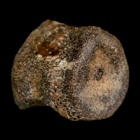 0.7" Champsosaurus Gigas Reptile Fossil Vertebrae Cretaceous Hell Creek FM MT COA