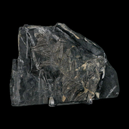 4.6" Alethopteris Fern Plant Leaf Fossil Carboniferous Age Llewellyn FM ST Clair, PA