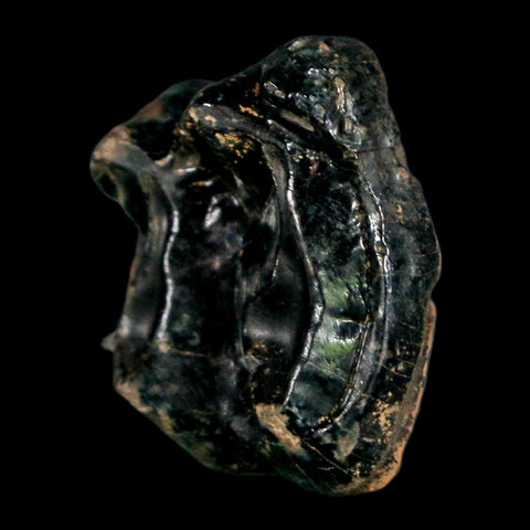 1" Tapir Tapirus Veroensis Fossil Tooth Pleistocene Age Withlacoochee River FL Display - Fossil Age Minerals