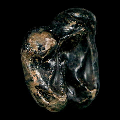 1" Tapir Tapirus Veroensis Fossil Tooth Pleistocene Age Withlacoochee River FL Display - Fossil Age Minerals