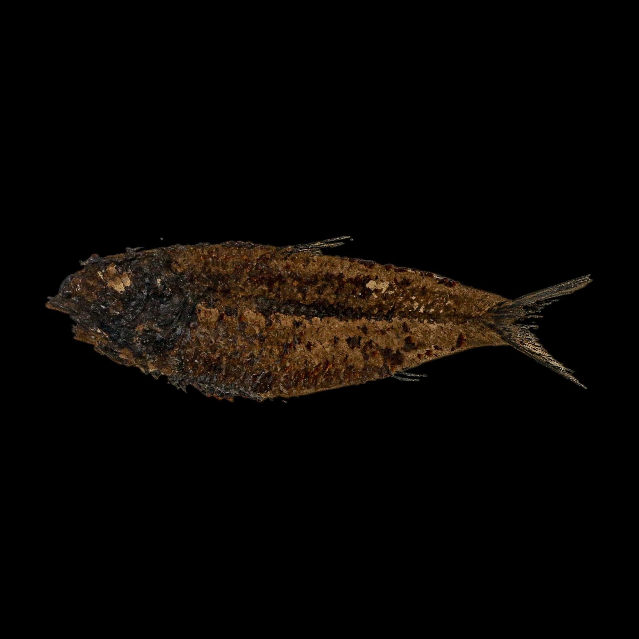 XL 4.6" Knightia Eocaena Fossil Fish Green River FM WY Eocene Age COA And Stand - Fossil Age Minerals