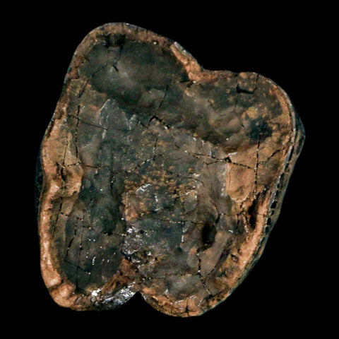 1" Tapir Tapirus Veroensis Fossil Tooth Pleistocene Age Withlacoochee River FL Display - Fossil Age Minerals
