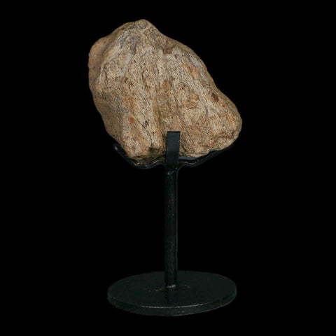 3.1" Triceratops Fossil Frill Blood Groves Hell Creek FM Cretaceous Dinosaur MT COA Stand - Fossil Age Minerals