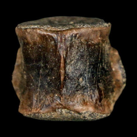 0.6" Champsosaurus Gigas Reptile Fossil Vertebrae Cretaceous Hell Creek FM MT COA